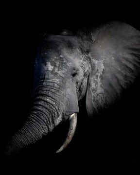 Close-up of a majestic elephant against a black background, showcasing its textured skin and iconic tusk.