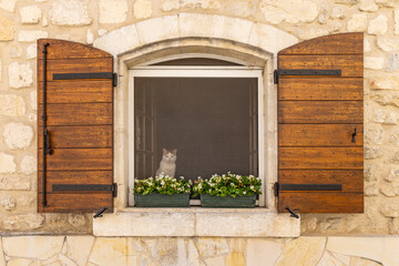 Arles, Bouches-du-Rhone, Provence-Alpes-Cote d'Azur, France. Cat looking out of a wooden shuttered window.