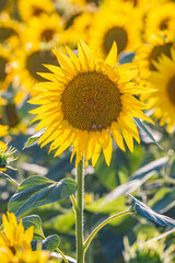 Obraz premium Camargue Nord, Arles, Bouches-du-Rhone, Provence-Alpes-Cote d'Azur, France. Field of sunflowers in Provence.