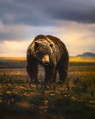 A powerful grizzly bear strides through a sunlit wilderness meadow under dramatic skies, embodying the raw beauty and majesty of natures wild creature