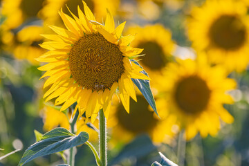 Camargue Nord, Arles, Bouches-du-Rhone, Provence-Alpes-Cote d'Azur, France. Field of sunflowers in Provence.