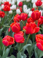 Red tulips in garden
