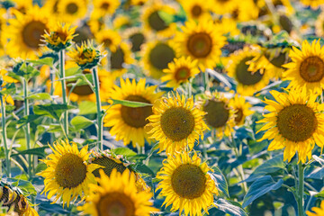 Fototapeta premium Camargue Nord, Arles, Bouches-du-Rhone, Provence-Alpes-Cote d'Azur, France. Field of sunflowers in Provence.
