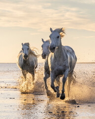 Saintes-Maries-de-la-Mer, Bouches-du-Rhone, Provence-Alpes-Cote d'Azur, France. Camargue horses...