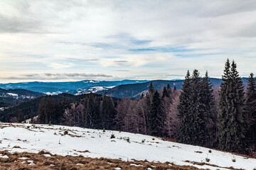Landscapes - Forest - Europe, Romania, Suceava region 