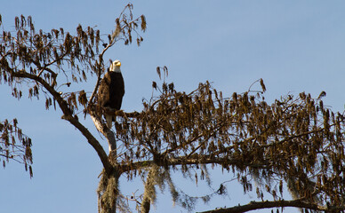 Bald Eagle in Tree