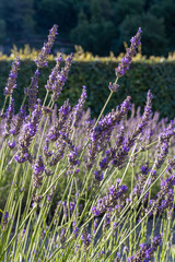 Obraz premium Gordes, Vaucluse, Provence-Alpes-Cote d'Azur, France. Lavender at the Senanque Abbey in Provence.