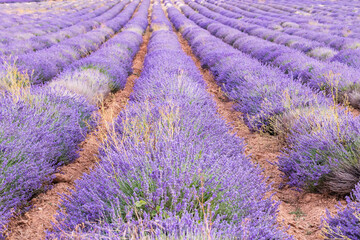 Saint-Christol, Vaucluse, Provence-Alpes-Cote d'Azur, France. Rows of lavender growing in red soil.