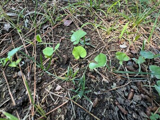 Close-up of green and fresh leaves of European wild ginger (Asarum europaeum) in the forest. Commonly known as asarabacca, European wild ginger, hazelwort, and wild spikenard, historically cabarick.
