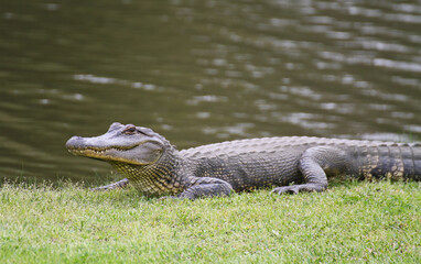Alligator in Louisiana