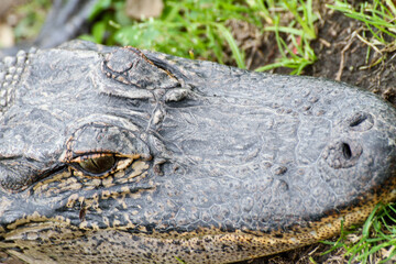 Naklejka premium Closeup of Alligator in Louisiana