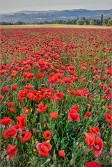 Color stock image of Provincial poppies, France
