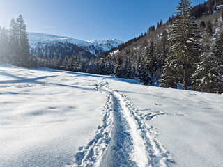 Footpath in white snow in a forest of green pines and firs