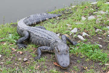 Alligator in Louisiana