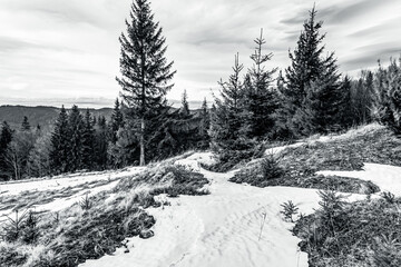 Landscapes - Forest - Europe, Romania, Suceava region 