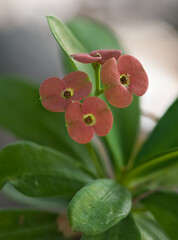 Close-up of red flower with beautiful blurred background