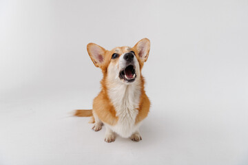 Corgi enthusiastically awaiting a treat, showcasing joy and anticipation on a white backdrop