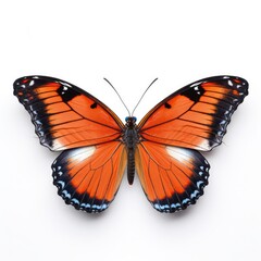 Fototapeta premium Belenois Calypso Butterfly Isolated on White. Close-Up of Exotic Tropical Butterfly with Wide Open Wings in Natural Macro Shot