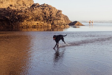 Playful black dog chases a ball in shallow water at the beach, while surfers watch. Fun coastal...