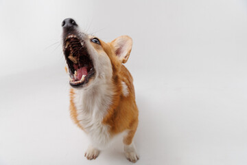 Corgi eagerly catching a treat in mid-air, showing pure excitement and focus in action