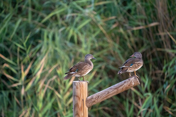 Mandarin duck (Aix galericulata) photographed in Spain