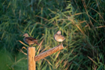 Mandarin duck (Aix galericulata) photographed in Spain