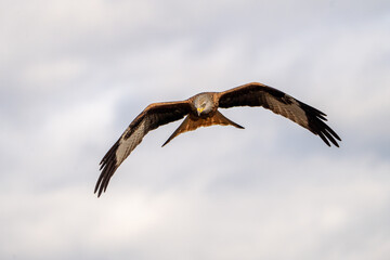 Red Kite (Milvus milvus) photographed in Spain