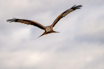 Red Kite (Milvus milvus) photographed in Spain