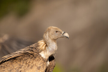 Griffon vulture (Gyps fulvus) photographed in Spain
