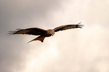 Red Kite (Milvus milvus) photographed in Spain