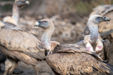 Griffon vulture (Gyps fulvus) photographed in Spain