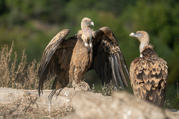 Griffon vulture (Gyps fulvus) photographed in Spain