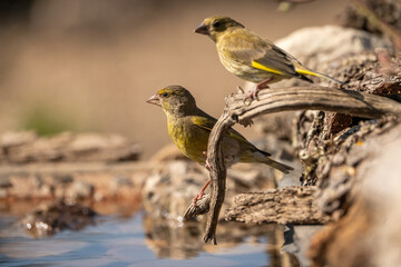 Common Greenfinch (Chloris chloris) photographed in Spain