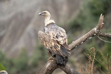 Griffon vulture (Gyps fulvus) photographed in Spain