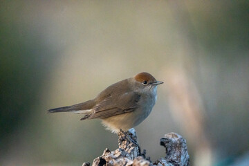 Blackcap (Sylvia atricapilla) photographed in Spain