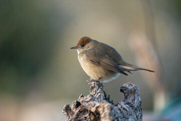 Blackcap (Sylvia atricapilla) photographed in Spain