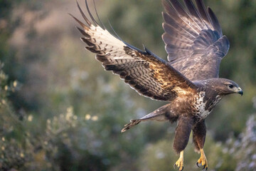 Common buzzard (Buteo buteo) photographed in Spain