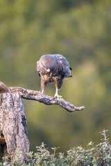 Common buzzard (Buteo buteo) photographed in Spain
