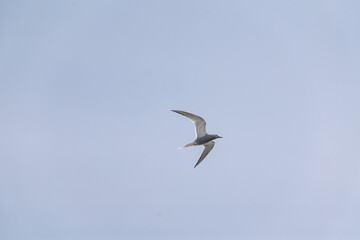 Antarctic tern (Sterna vittata) flying above in the sky.