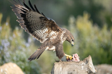 Common buzzard (Buteo buteo) photographed in Spain