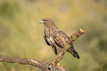 Common buzzard (Buteo buteo) photographed in Spain