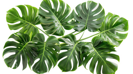 A tropical green palm leaves border, isolated on white background