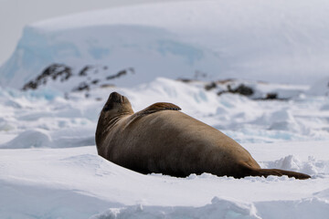  Elephant Seal (Mirounga leonina) in Antarctica.