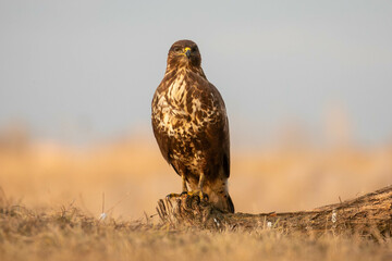 a buzzard sitting on a branch of an old tree looking straight at you - Buteo buteo