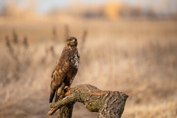 portrait of a buzzard sitting on a branch - Buteo buteo