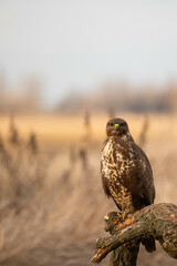 portrait of a buzzard sitting on a branch - Buteo buteo