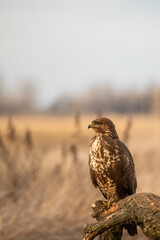 portrait of a buzzard sitting on a branch - Buteo buteo
