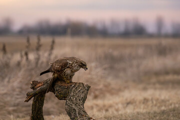 a buzzard eating the prey - buteo buteo