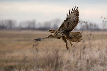 buzzard in flight - Buteo buteo