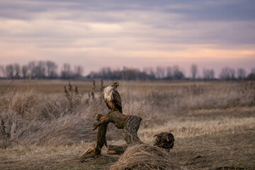 a buzzard on an old tree with beautiful sunset sky
